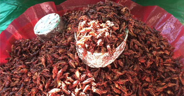 Chapulines