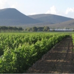 Bodegas de Cote: nueva propuesta de vino mexicano 1